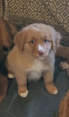 Étalon Retriever de la Nouvelle-Ecosse - Ekwanimity Brooklynn altesse