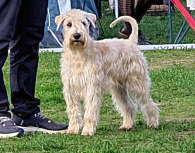 Étalon Irish Soft Coated Wheaten Terrier - VICKTOIRE des Varennes Mystiques