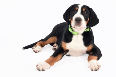 Étalon Grand bouvier suisse - Yggdrasil Of Nephtys Algiz Sjöfn