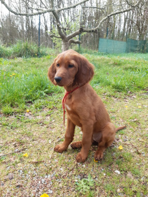 Étalon Setter irlandais rouge - Baline De la vallée de cléry