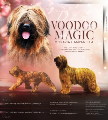 Étalon Berger de Brie - CH. voodoo magic moravia campanella