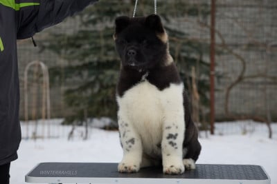 Étalon Akita americain - winterrahills Revana