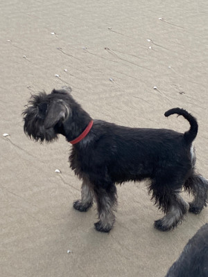 Étalon Schnauzer miniature - victorious star Ok She s Not Black