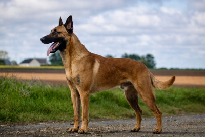 Étalon Berger Belge - Urban-Legend Vom Mond Schwarz