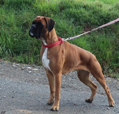 Étalon Boxer - Vodka Des gorges d'heric