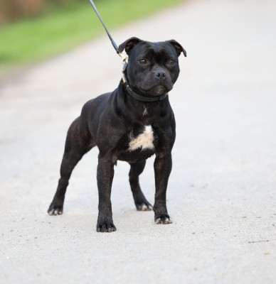 Étalon Staffordshire Bull Terrier - Apocalypse Bad Romance De Rockstar Dog