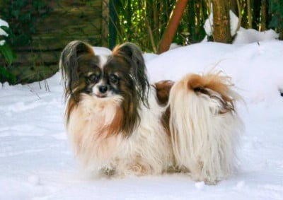 Étalon Epagneul nain Continental (Papillon) - Nixou du Pre Mely de Laureden