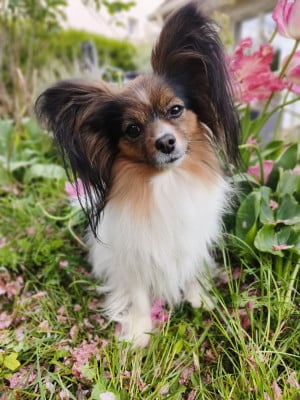 Étalon Epagneul nain Continental (Papillon) - Sirah Des Ailes De Balagne