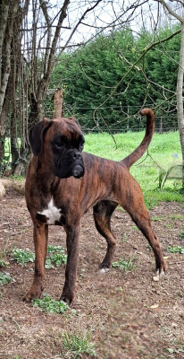 Étalon Boxer - ANOUCK Du Domaine De Valny