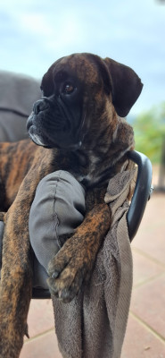 Étalon Boxer - VESPER Du Domaine De Valny