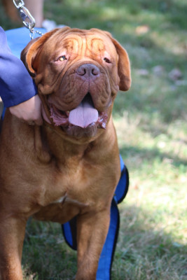 Shelby Douceur Du Domaine De Morfonde