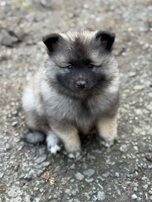 Étalon Spitz allemand - Alice Le Renard Et Le Loup