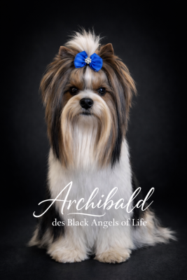 Étalon Biewer Terrier - Archibald Black Of Angels Life