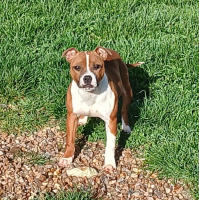 Étalon Staffordshire Bull Terrier - A gaia for ever The Jocker's Bullyhouse