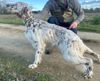 Étalon Setter Anglais - ASTRO Du Chenil De Pépon