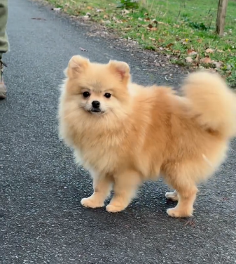 Étalon Spitz allemand - amande Du Domaine Du Prieure De Cayac