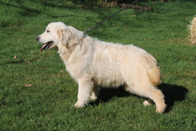 Étalon Golden Retriever - Atchoum Du rivage des mille etangs