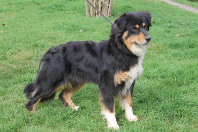 Étalon Berger Australien - Union sacrée Du rivage des mille etangs