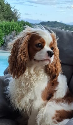 Étalon Cavalier King Charles Spaniel - VICTORIA Du Royaume De France