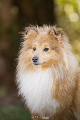 Étalon Shetland Sheepdog - A Sweet Dream Azela De La Ria Triskela