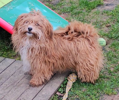 Étalon Bichon Havanais - Youpie Yoobse Nani Ulaula de la vallée du rêve