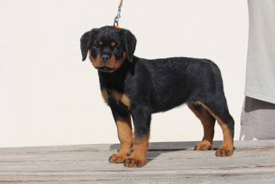 Étalon Rottweiler - Alligator Of Legend Mysteria