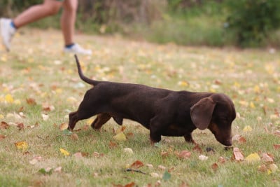 Étalon Teckel poil ras - z'ikar iz bogemnoi roskoshi