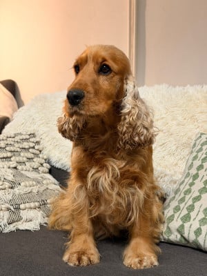 Étalon Cocker Spaniel Anglais - Truffe des bois de la bro