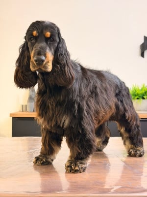 Étalon Cocker Spaniel Anglais - Annie Du Clos De Compostelle
