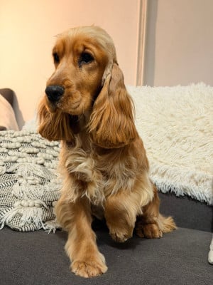Étalon Cocker Spaniel Anglais - Alicia Du Clos De Compostelle
