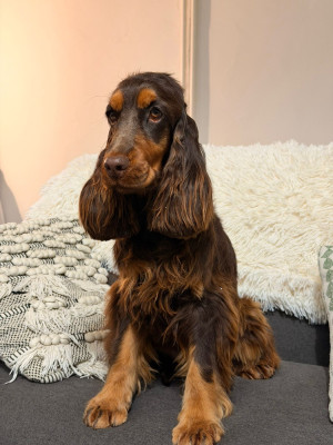 Étalon Cocker Spaniel Anglais - Abby des Pitchoucas de Lacapelette