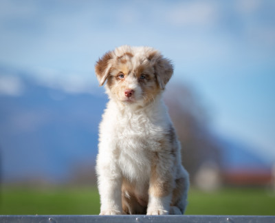 Étalon Berger Australien - Sheperda Addicted to chaos