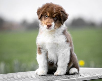 Étalon Berger Australien - Sheperda A storm is coming
