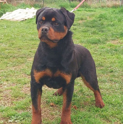 Étalon Rottweiler - APOLLON De La Vallée Du Tarn