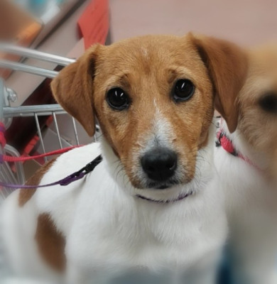 Étalon Jack Russell Terrier - Vérone Des Adrilines d'Opale