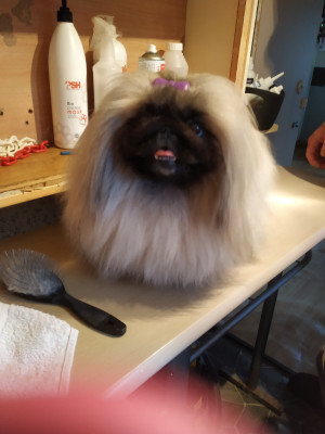 Étalon Pekinois - CH. Des P'tits Bouts D'Entrain Romie