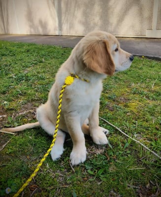 Étalon Golden Retriever - Ambroisie Divine Du Pan Ambré