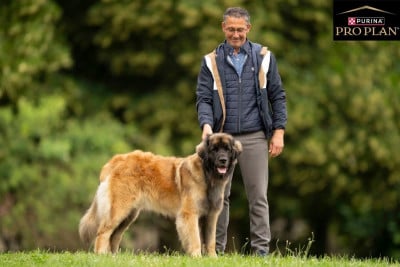 Étalon Leonberger - ulawa des Terres de Brière