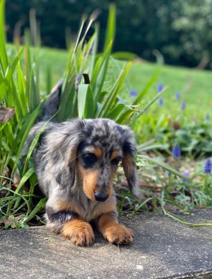 Étalon Teckel poil long - Apostrof De La Cour Des Iles