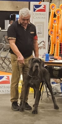 Étalon Dogue allemand - Avana Des Terres De Phelyzia