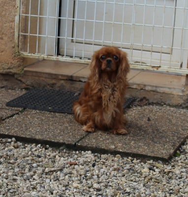 TRUFFE des Merveilles De Bélen