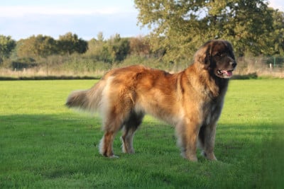 Étalon Leonberger - UNE ILE des Terres de Brière