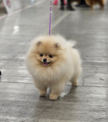 Étalon Spitz allemand - Ambre Du Domaine Angel Stars