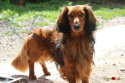 Étalon Teckel poil long - Tsimba de crislaure