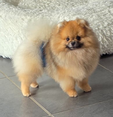 Étalon Spitz allemand - Apollon Du Domaine Angel Stars