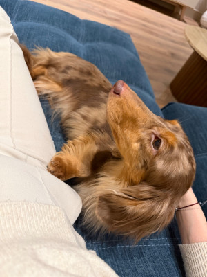 Étalon Teckel poil long - Littl Fut Jocelyn