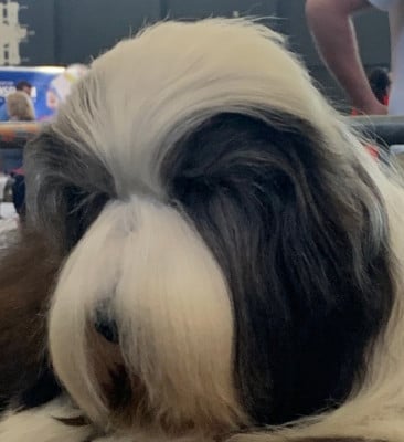 Étalon Bearded Collie - CH. alistair 's ALISTAIR'S QUICKSTEP