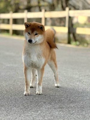 Étalon Shiba - Nik Majestic Mitsuyo