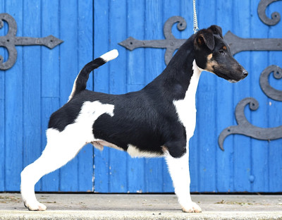 Étalon Fox Terrier Poil lisse - Ares By Fox rebell Fubelfox