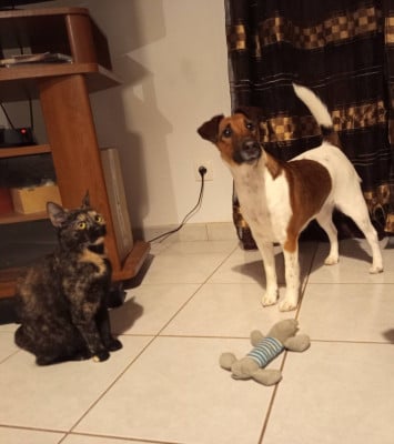 Étalon Fox Terrier Poil lisse - Voice Pumpkin du gai tourtel